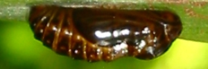 Pupae